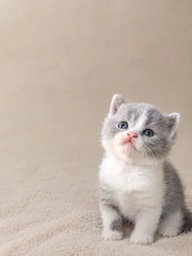 British Shorthair - altíssimo nível