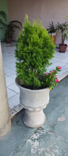 Planta Palmeira Tulia