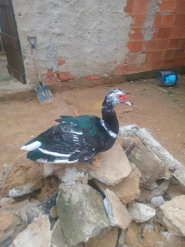 Vendo pato