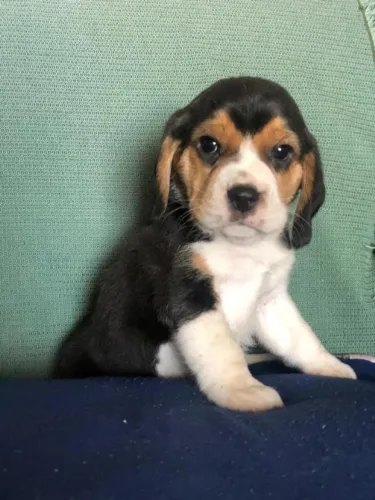 Filhotes de Beagle Disponivel!