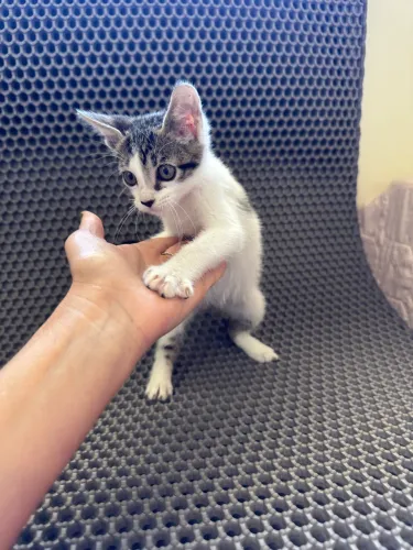 Doação de gato (filhote)