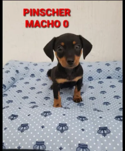 Pinscher - Esperto, brincalhão e sempre pronto para estar ao seu lado.