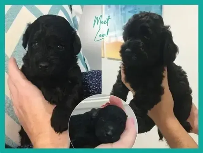 PELUDINHOS Pequenos no tamanho, gigantes no amor! Zap 9.975I.649I