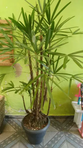 Palmeira Rafia