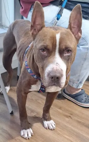 Doa se lindo Pitbull, 2 anos, castrado, vacinado e vermifugado -Mooca SP