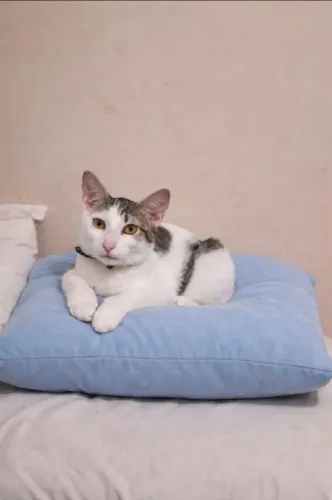 Gatinho Macho (com Castração Garantida)