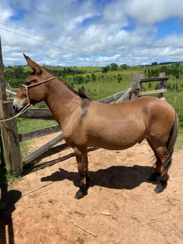 Burro pra venda