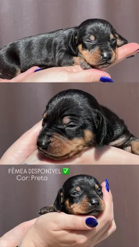 Dachshund - seu companheiro está aqui