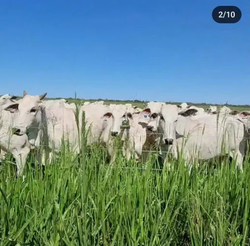 Fazenda à venda, 3 quartos, 10 vagas, Centro - Peixe/TO