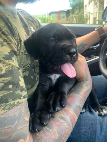 Cane Corso macho