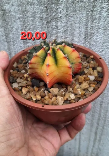 Cacto Gymnocalycium