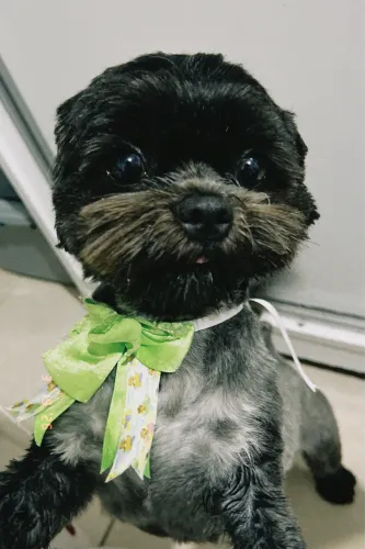Cachorro shih tzu a doação