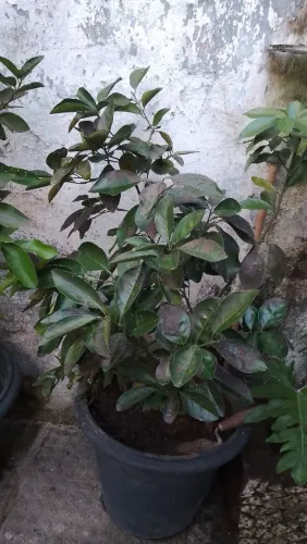 Plantas