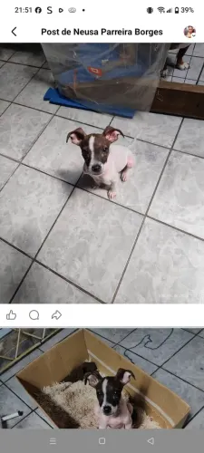 Doação de cachorro