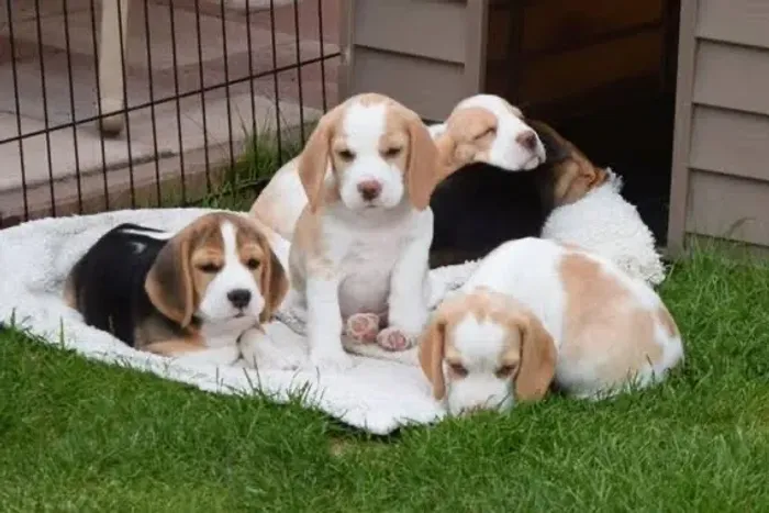 Beagle perfeitos