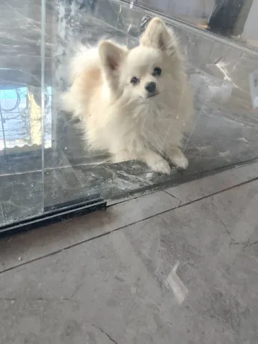 Vende-se cachorro Spitz alemão