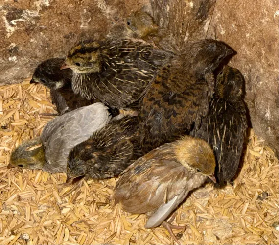 Codorna chinesa pintinhos e ovos galados