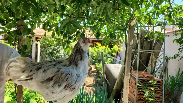 Frango ameraucana
