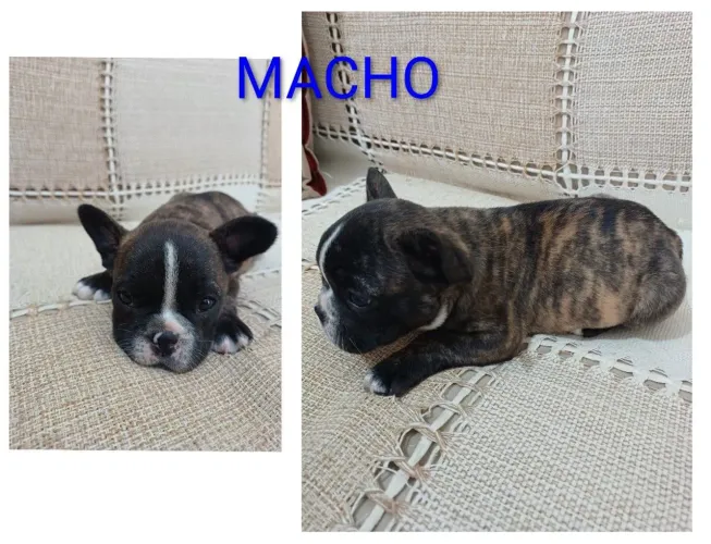 Buldogue francês