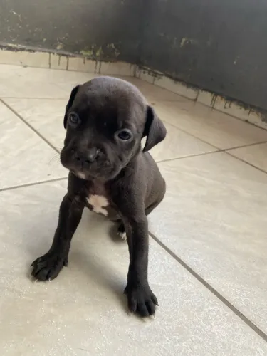 Filhote de amstaff 