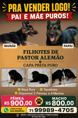 FILHOTES DE PASTOR ALEMÃO CAPA PRETA - JÁ DISPONÍVEIS PARA RETIRADA