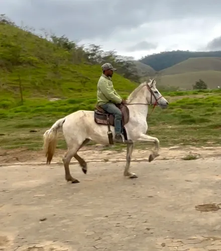 Égua mangalarga machador a venda