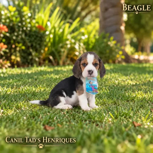BEAGLE  - LINDOS BBS