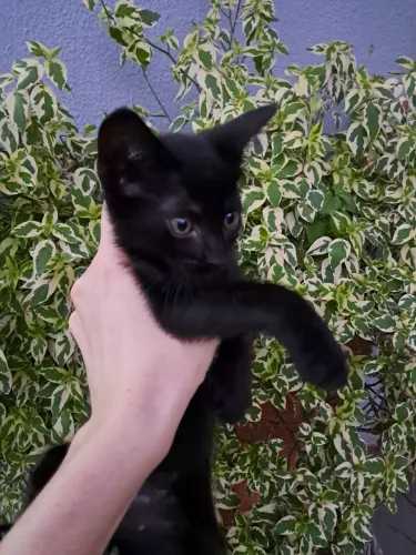 Doação de gatos