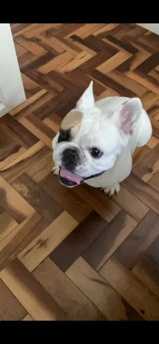 Buldogue Fracês
