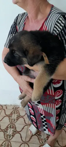 Vendo filhotes de labrador com pastor alemao