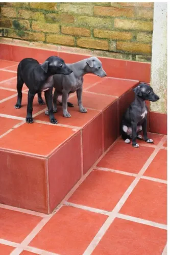 Filhotes de Galgo Macho