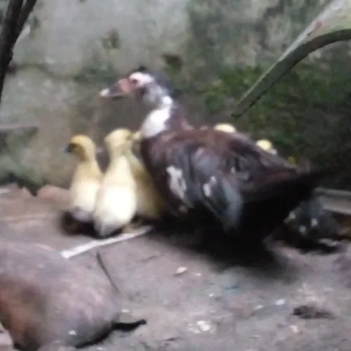 Filhotes de pato