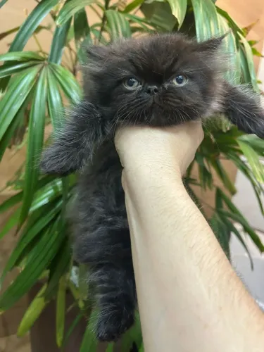 Gato fêmea persa 