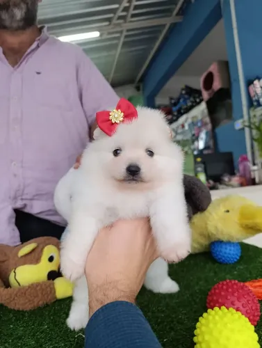 Linda bb Spitz alemão fêmea