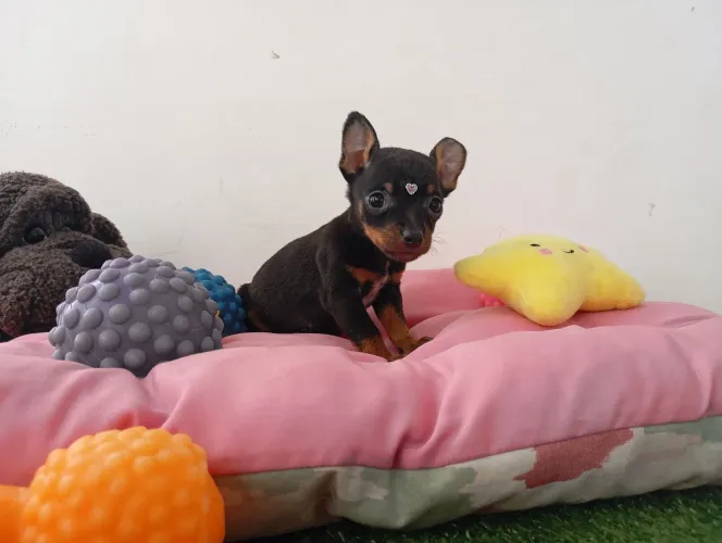 Pisncher miniatura fêmea cor preto e canela