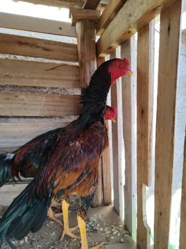 Galo índio 