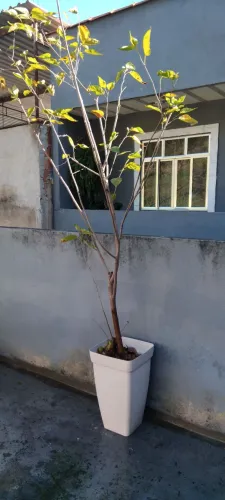 Planta Natural Amoreira + vaso grande