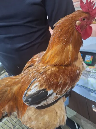 Frango