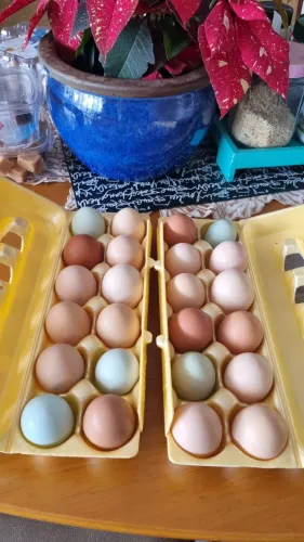 Vendo ovos galados de galinha caipira 18,00 a dúzia