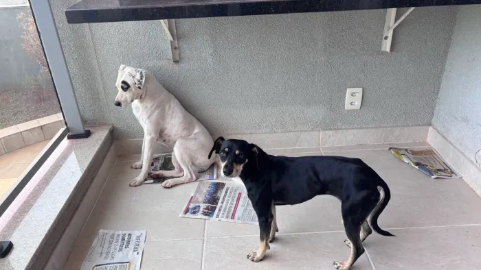 Cachorras dóceis 