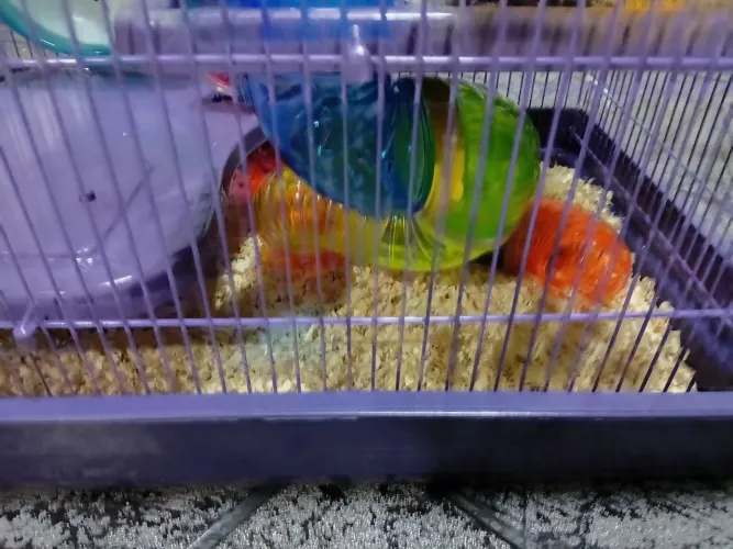 Gaiola vai com tudo dentro 