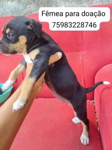 doação cachorrinho