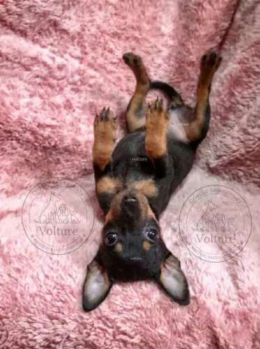 Filhotes Pinscher Porte Pequeno 0