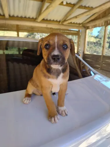 Cachorrinhos (doação)