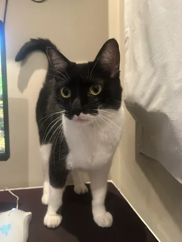 Gata castrada 