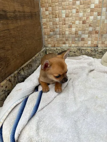 Tenho Chihuahua Chihuahua