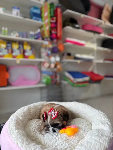 Shih tzu fêmea chocolate 10x R$200