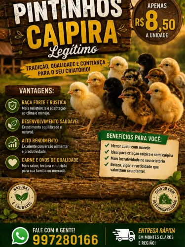 Pintinhos Caipira 