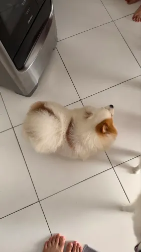 Spitz alemão (Lulu da pomerania )