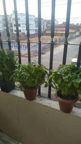 Plantas (cada uma 20$)